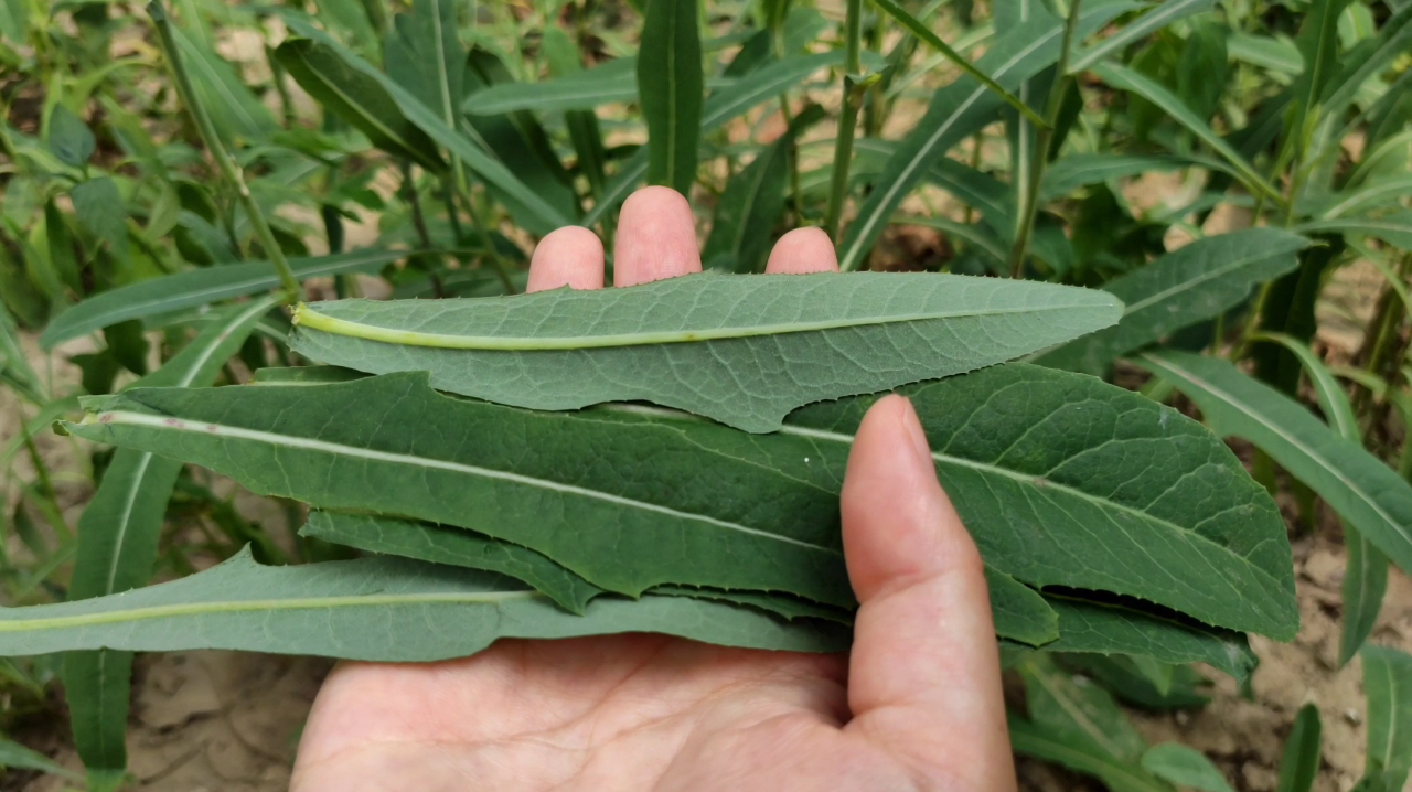 苦苣菜你认识吗?趁夏天赶紧用,好处一个比一个大,记得告诉家人