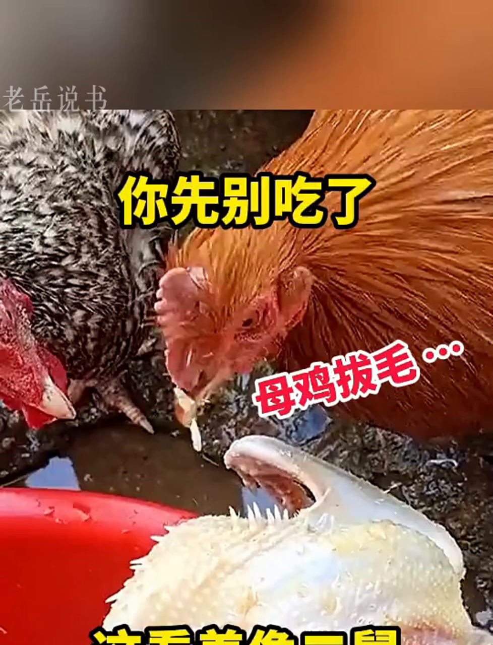 老母鸡脱毛,咋一看还以为是二叔呢!