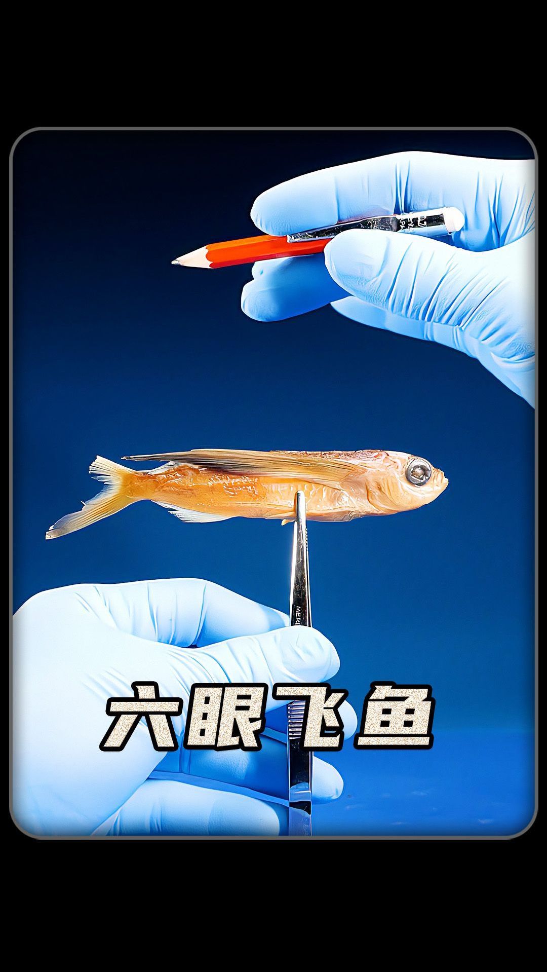 飞鱼都是怎么飞的呢?
