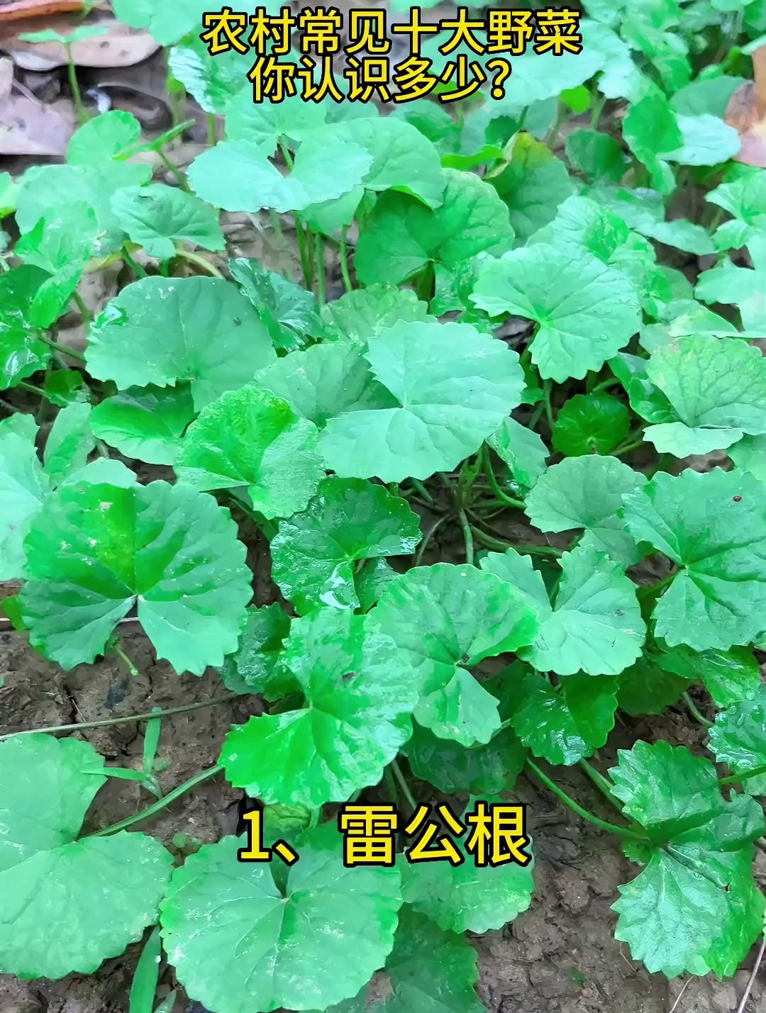 农村十大常见野菜,你认识几种呢?