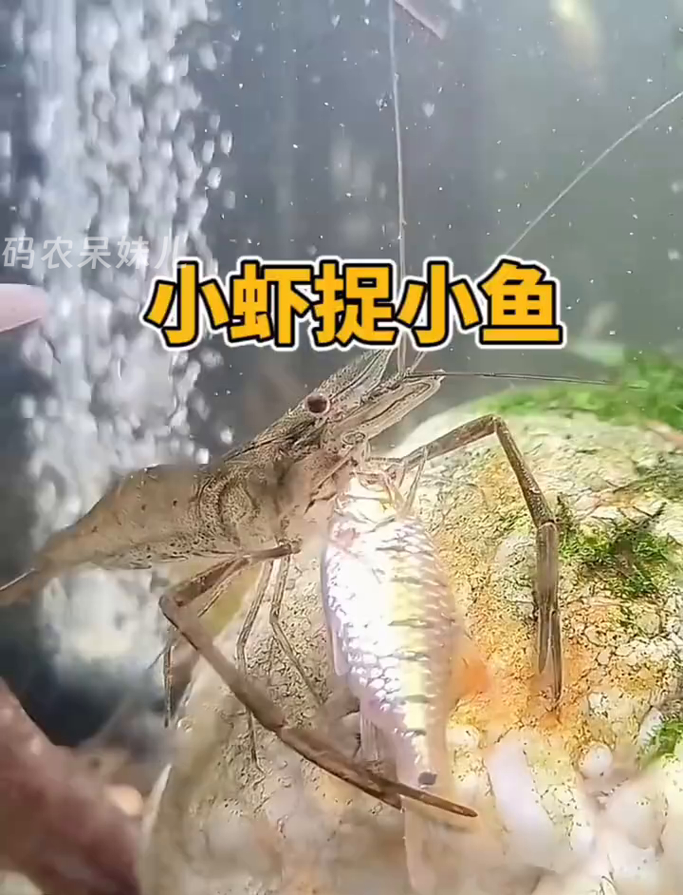 小虾子抓鱼有一套,那钳子真不是盖的!