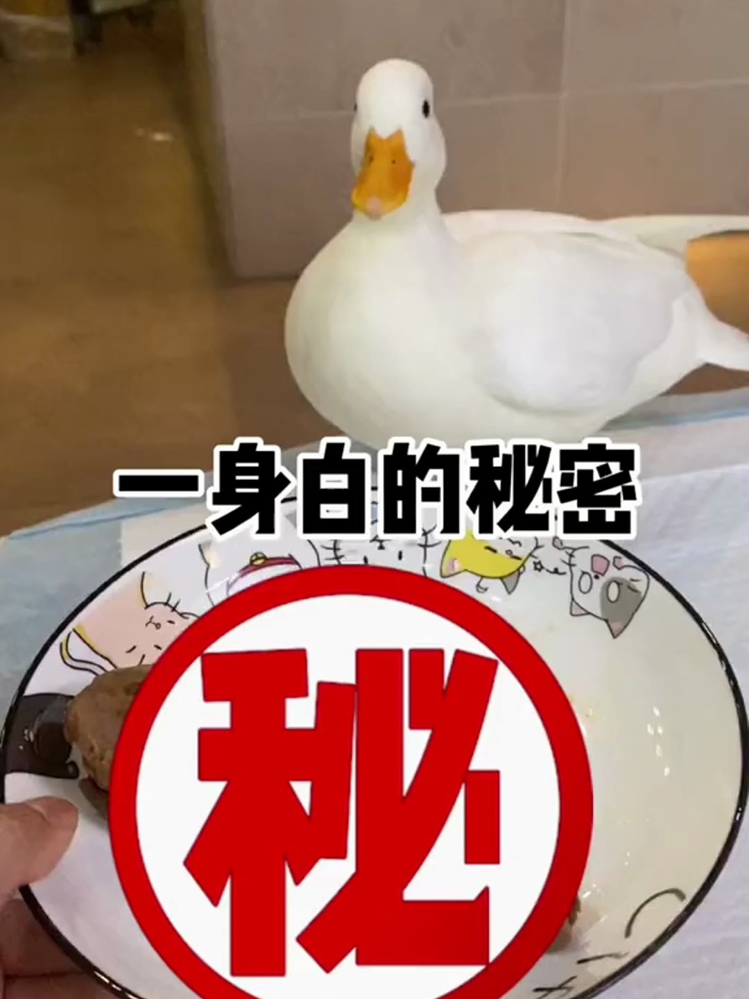 你们有没想过 鸭鸭的耳朵在哪里