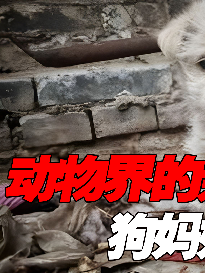 这只狗狗好像得了抑郁症,救了全村人,却没能救活自己的孩子!