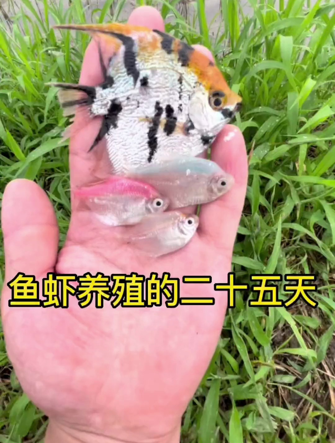 大家有见过这种扁扁的鱼吗