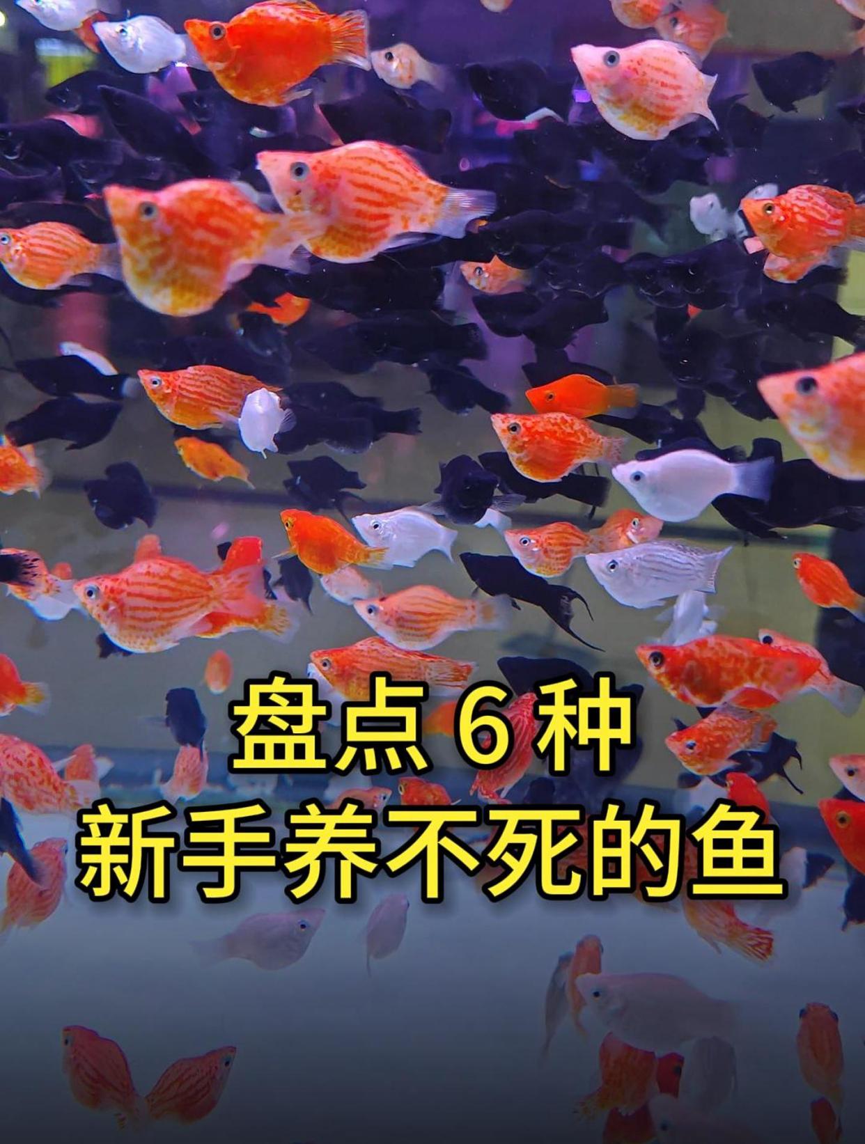 这6种观赏鱼,新手养不死,有一种还不需要过滤器