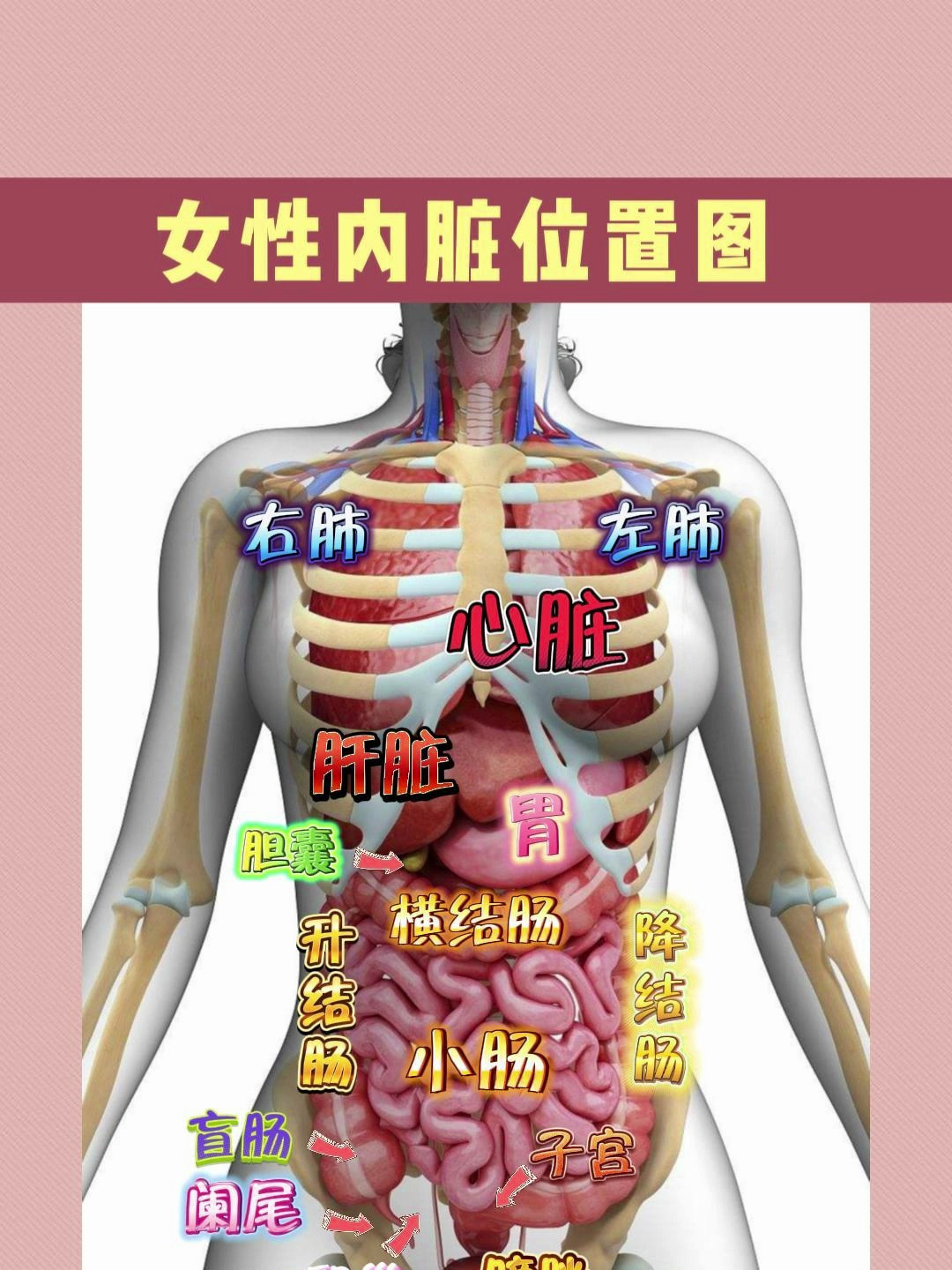 女性内脏位置图!