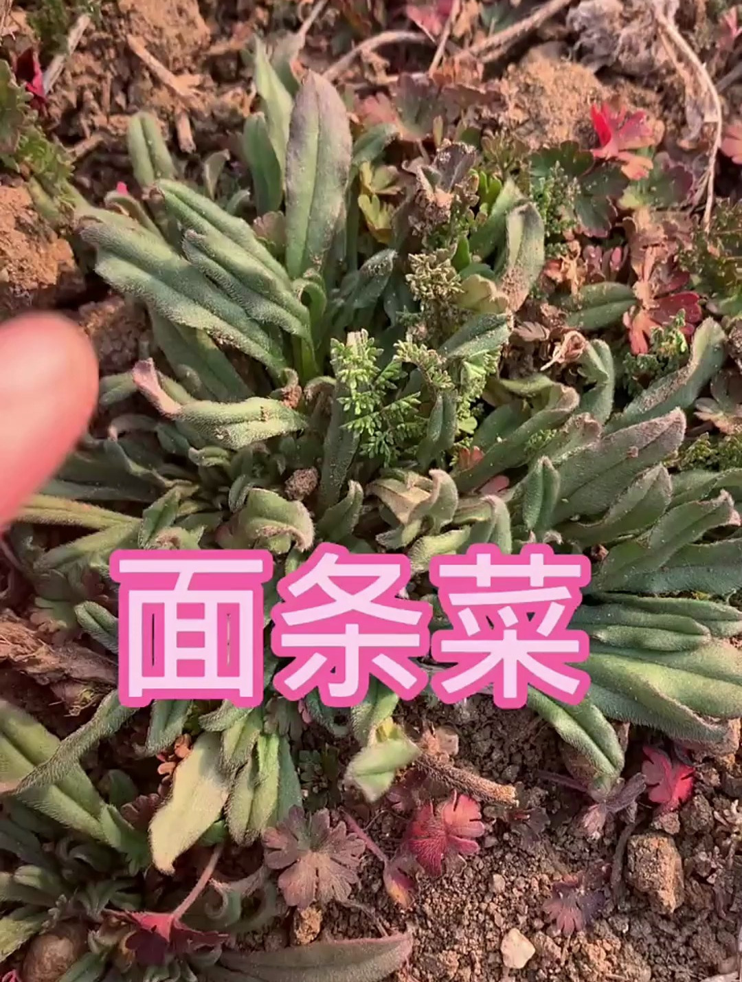 面条菜可以吃了!你们都怎么吃?评论区聊一聊