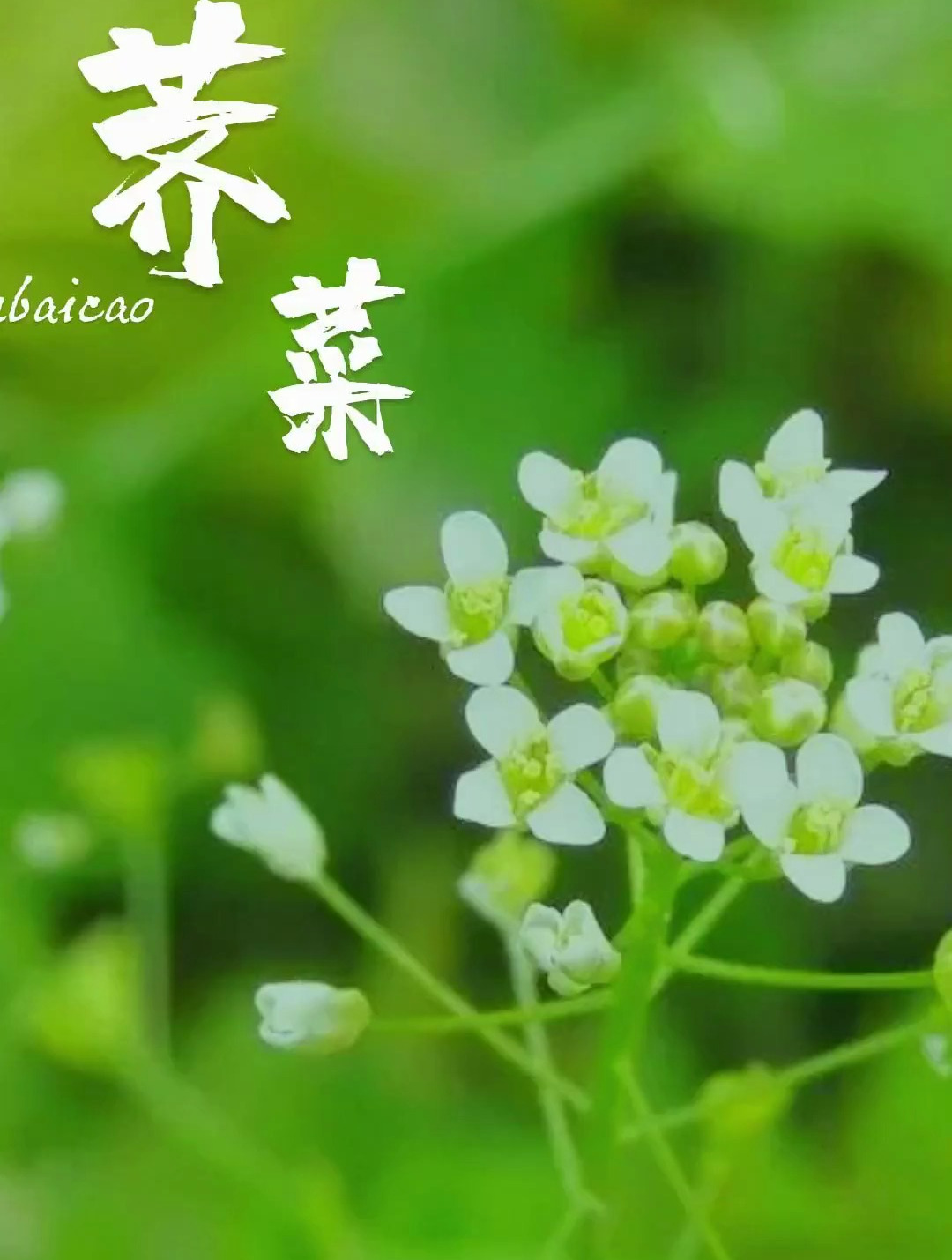 植物科普:春天了该吃荠菜了,你会分辨荠菜吗?