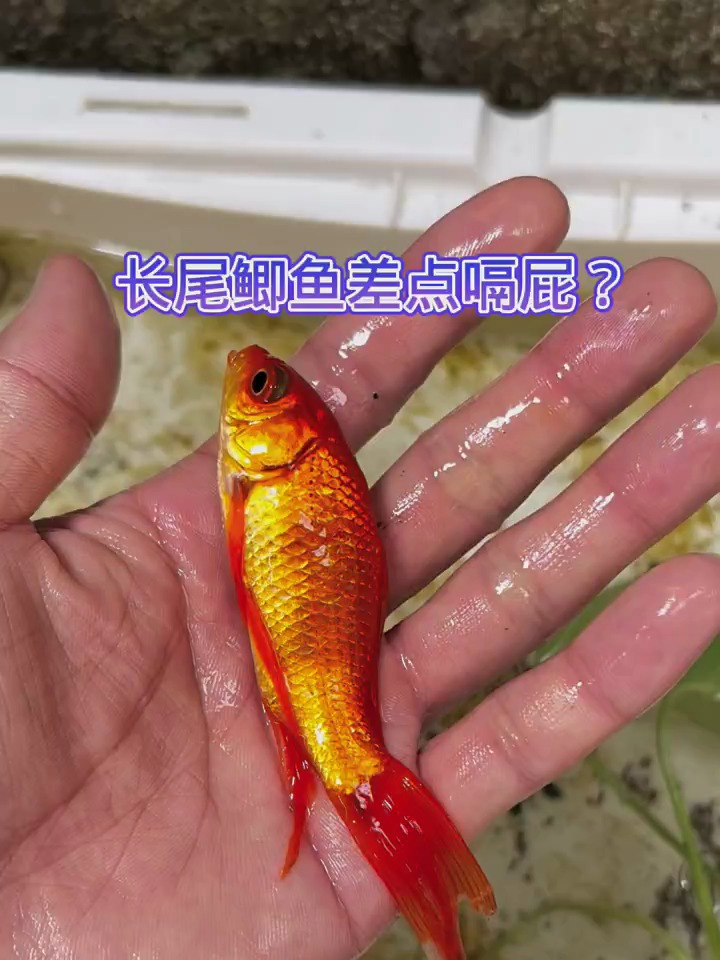 长尾鲫鱼差点嗝屁了