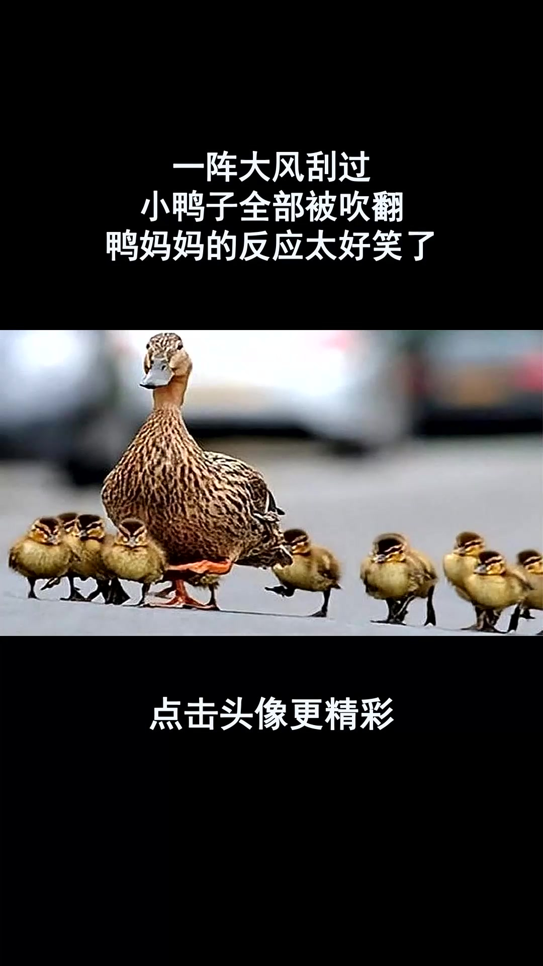 一阵大风刮过,小鸭子全部被吹翻,鸭妈妈的反应太好笑了