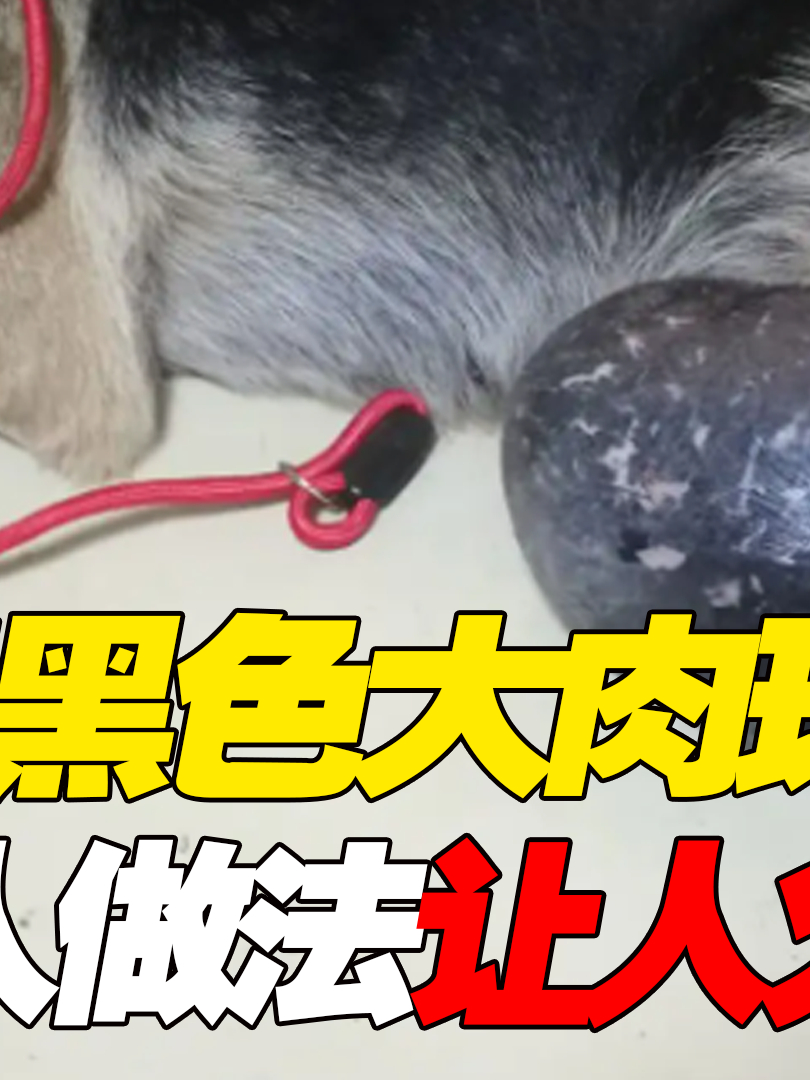 老狗长出黑色大肉球,主人坚称那是“狗宝”,富商开价十万都不卖