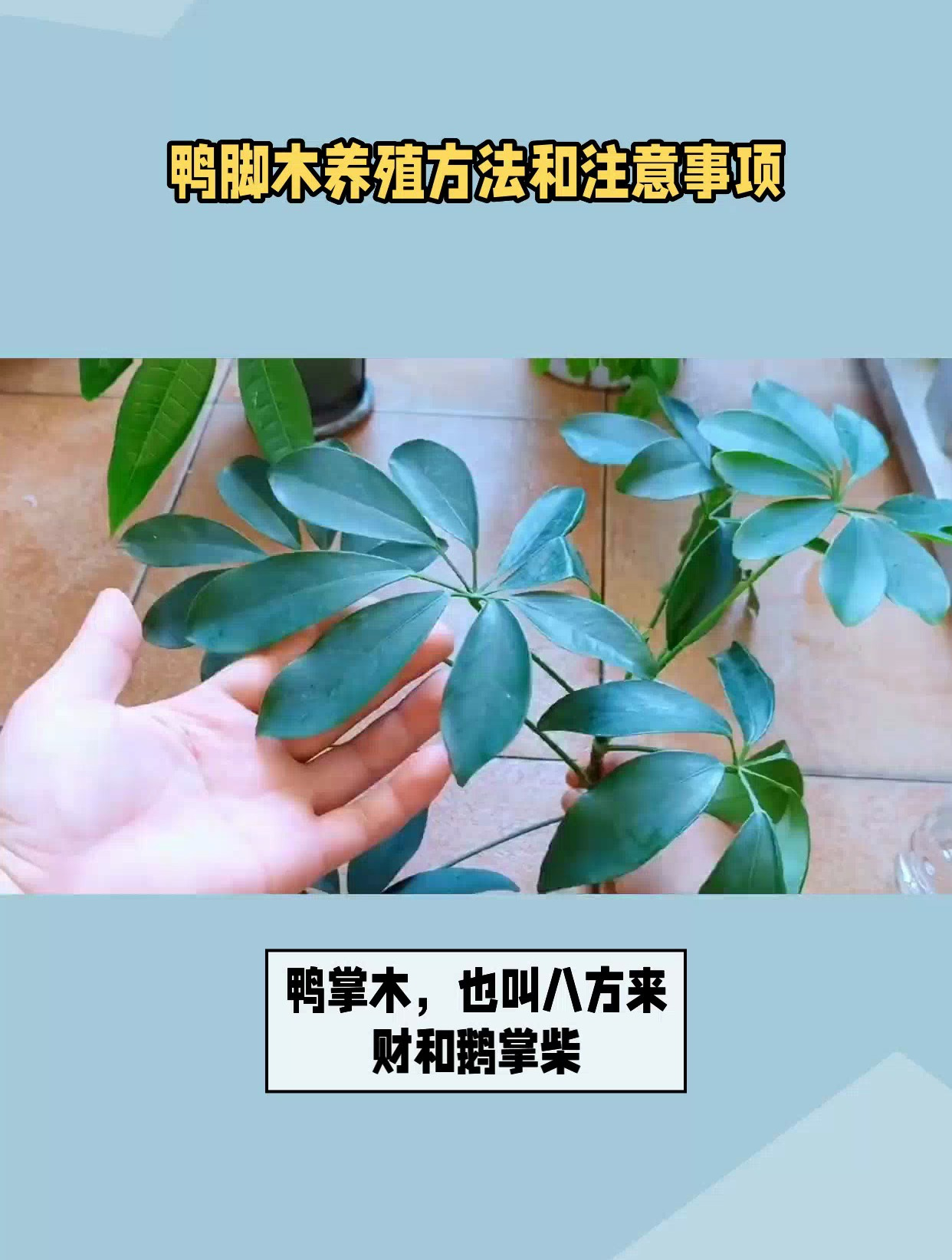 鸭脚木养殖方法和注意事项