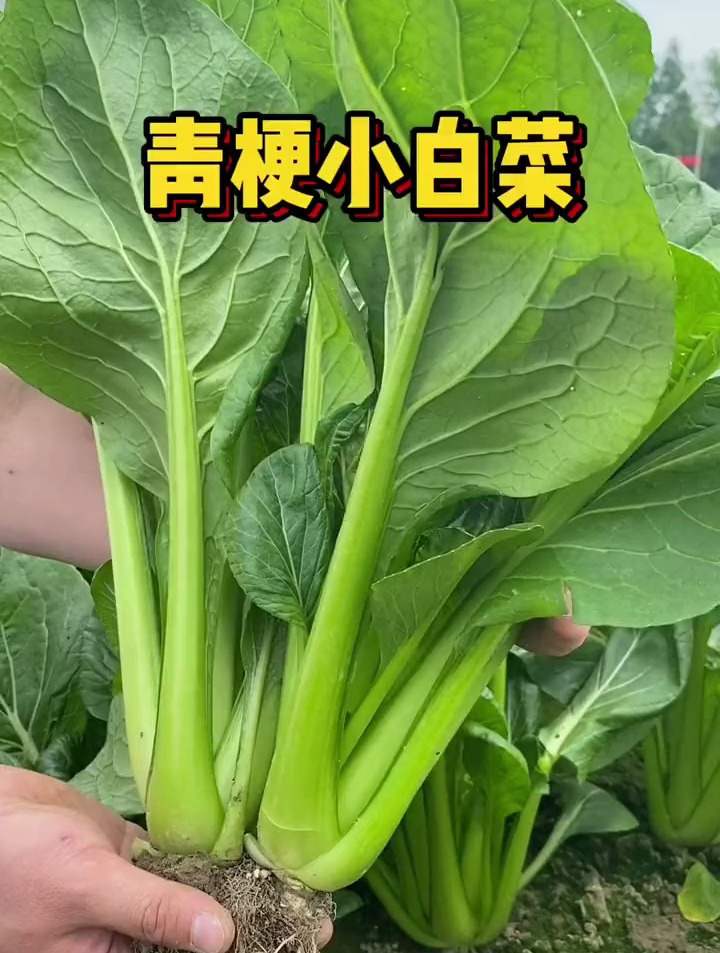 生长速度特别快的青梗小白菜