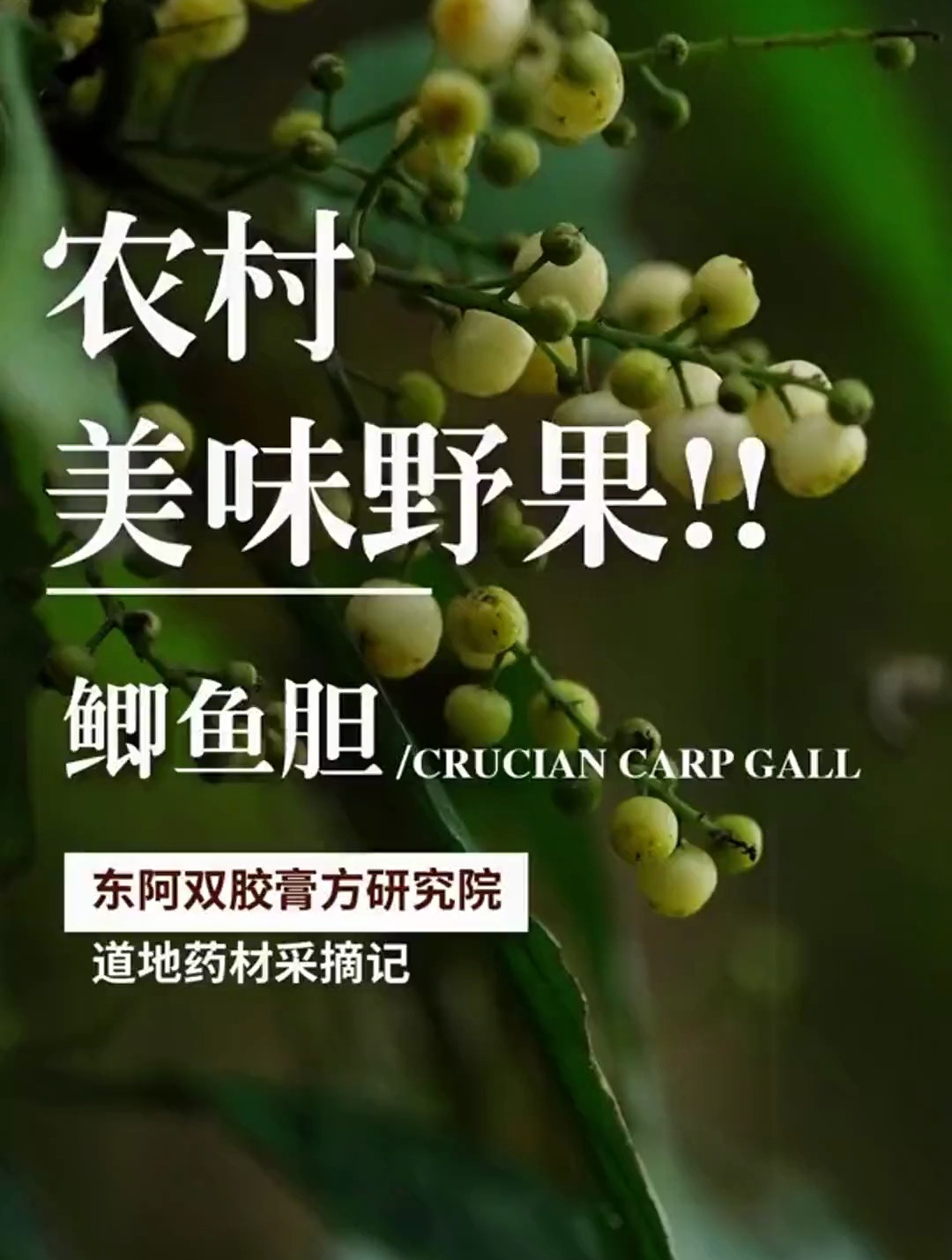 “鲫鱼胆”是一种常见的中草药,它的野果也十分美味