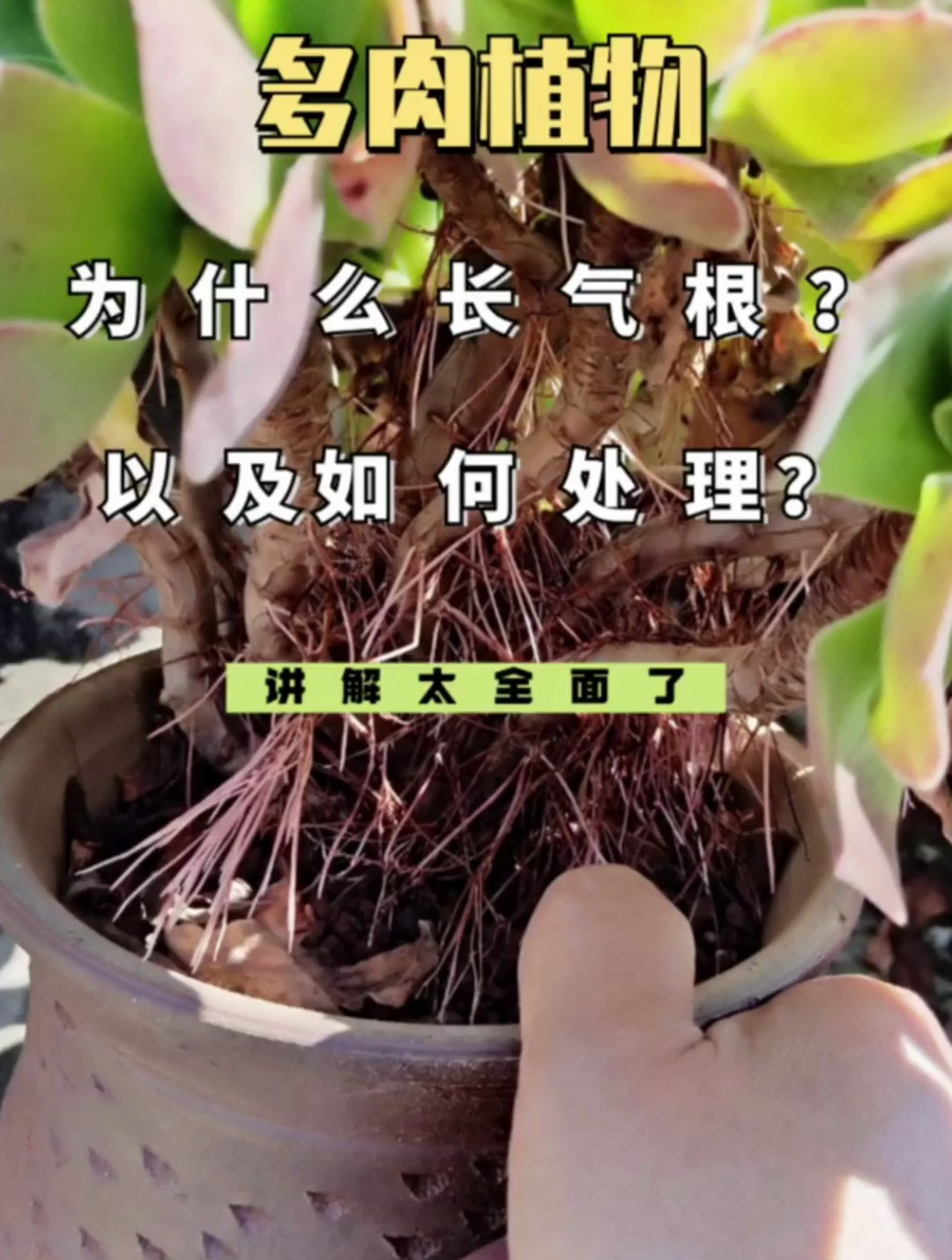 多肉为什么长气根,如何处理?多肉植物长出气根是为了更好地生存