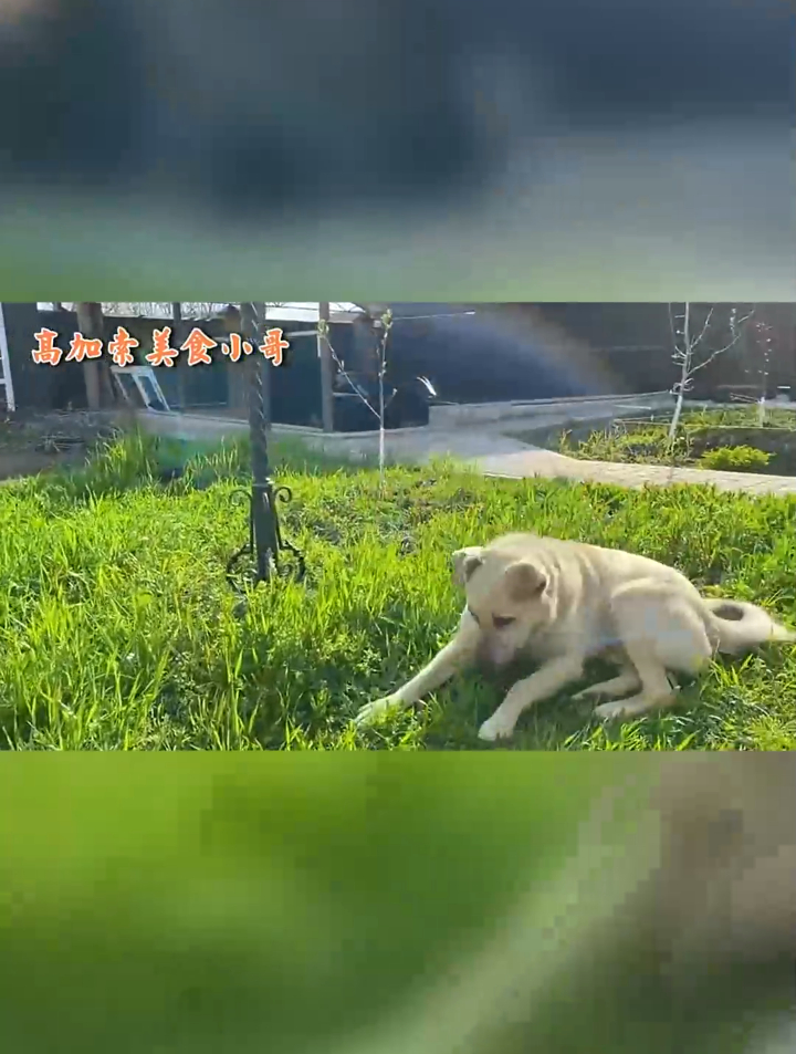 高加索烧烤,鸡腿大串油汪汪烤一排!不怪战斗民族“撸串”用军刀