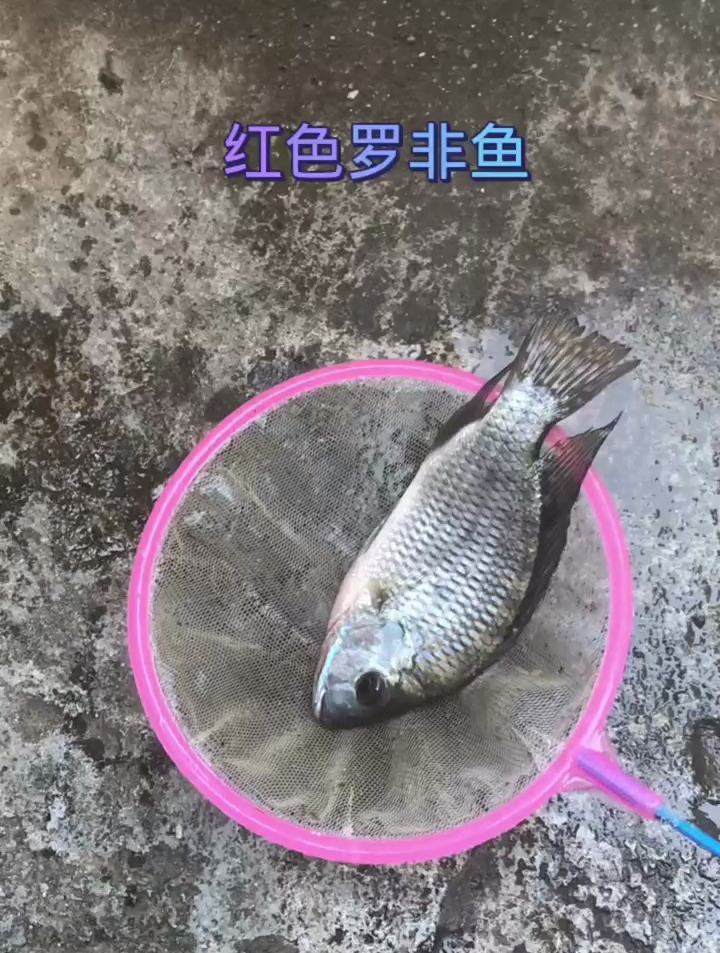 红色罗非鱼你见过吗