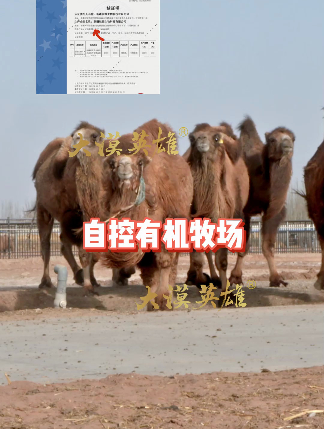 你买到的驼奶粉在新疆只需要一顿饭钱,正宗的驼奶竟然还不知道?