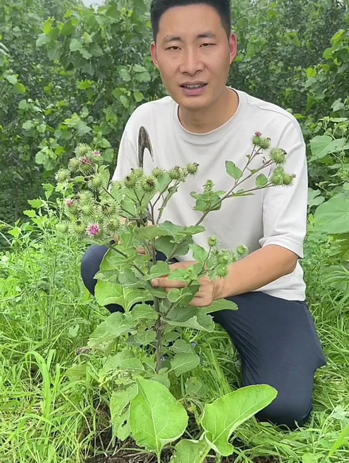 牛蒡也叫恶实、大力子,别名东洋参。果实和根可入药