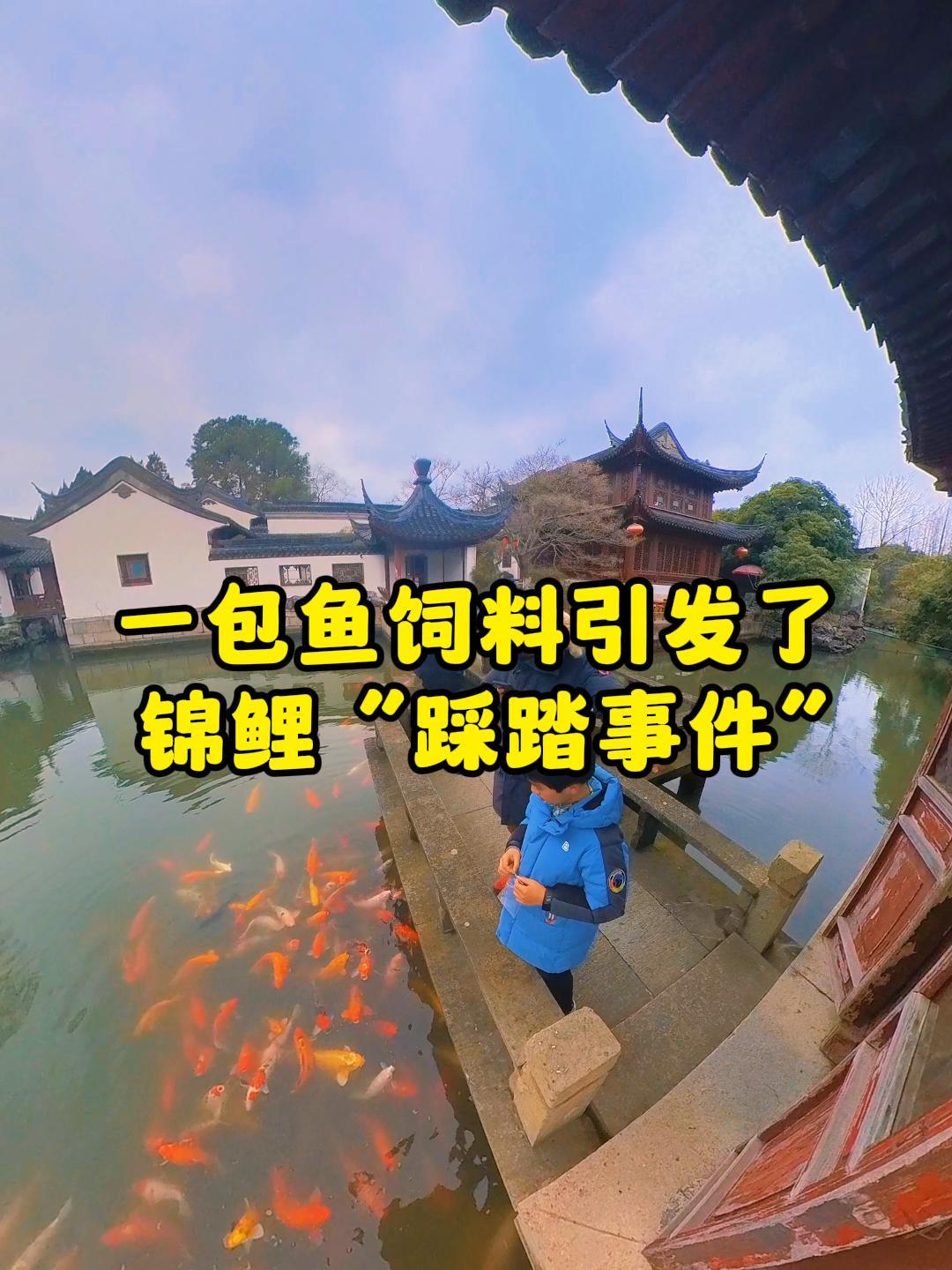 喂鱼大师用一包鱼饲料引发锦鲤“踩踏事件”,快乐只持续了几秒钟