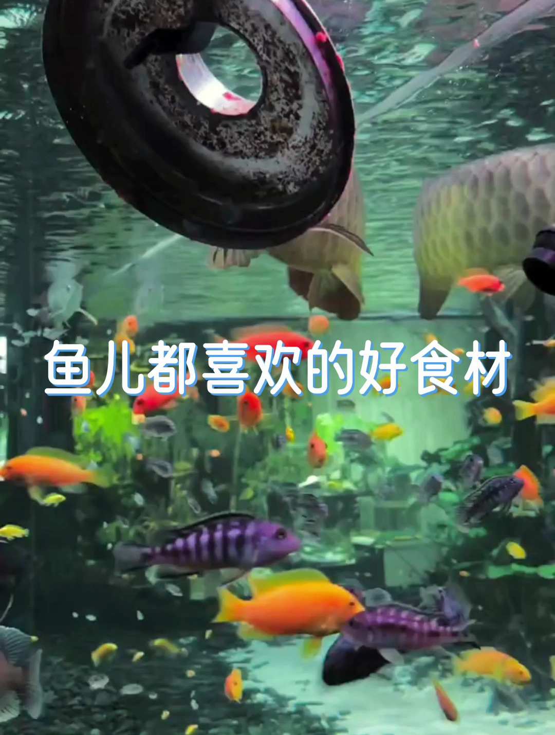 你知道鱼儿都喜欢什么食材吗?看看这个它们吃的多香!