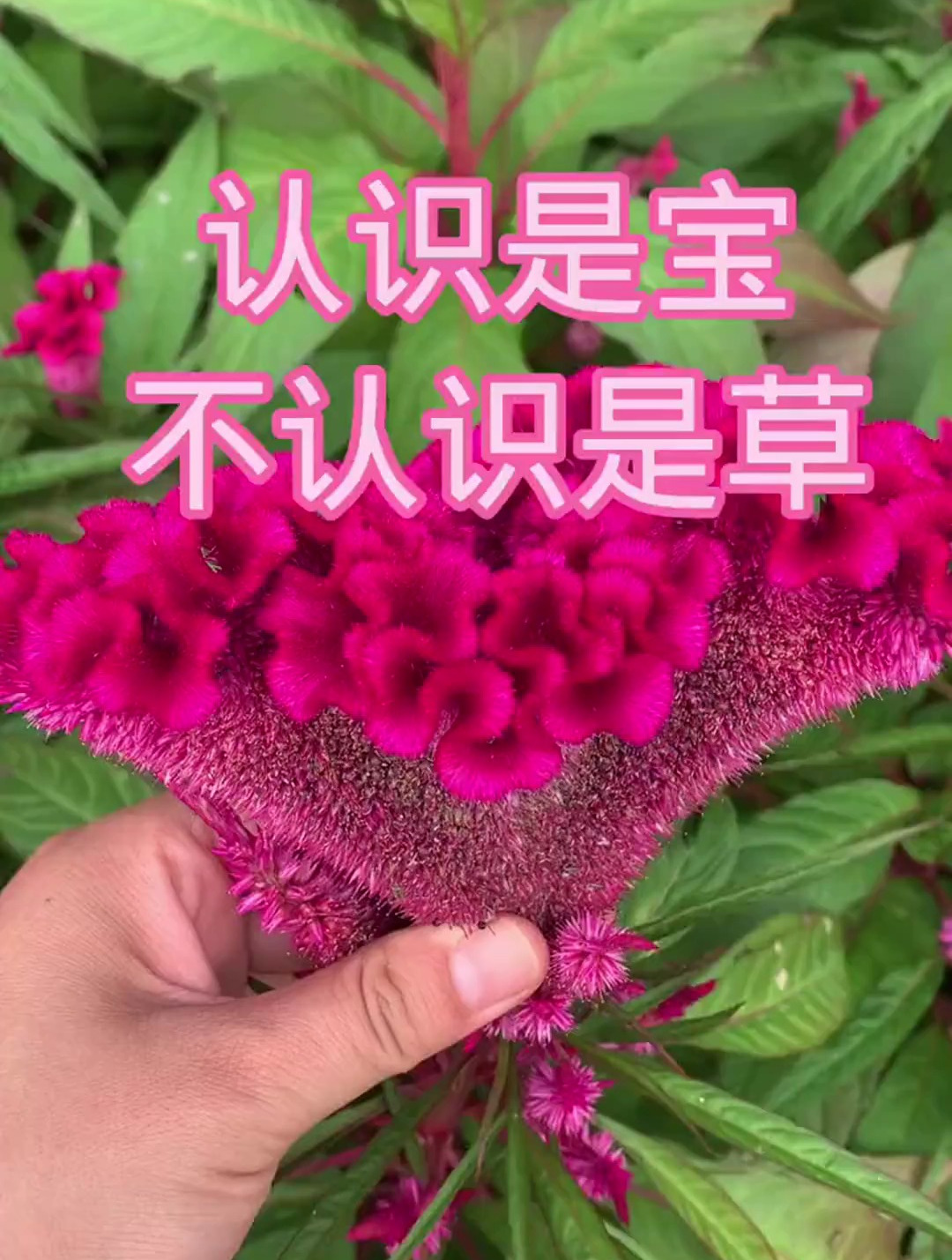 认识是宝不认识是草“鸡冠花”