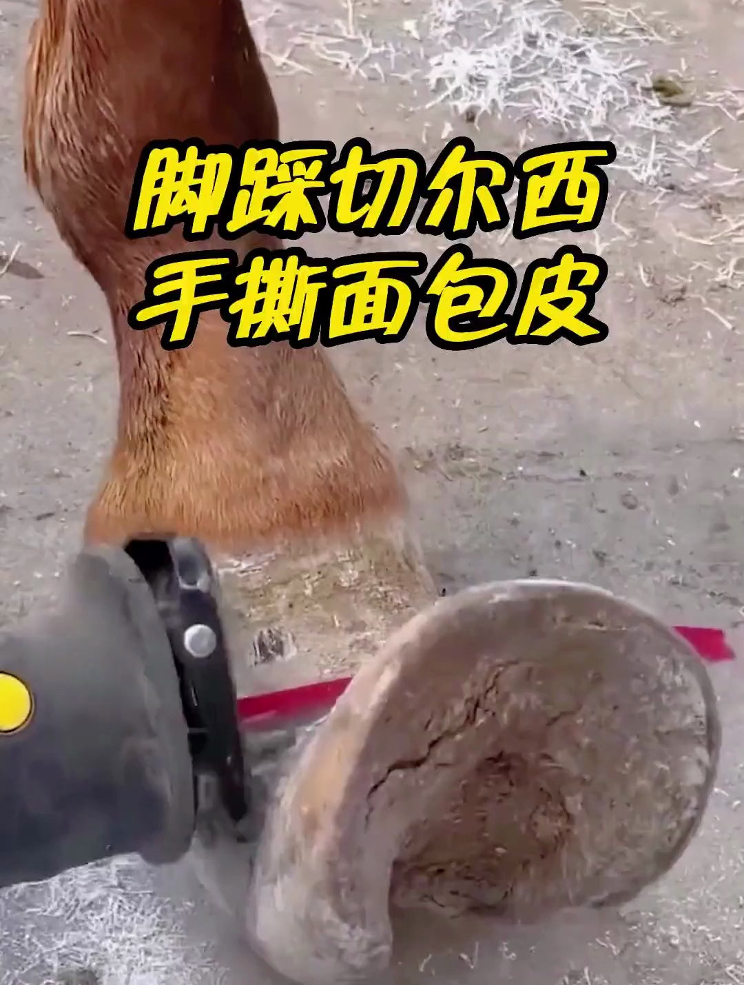 脚踩切尔西 手撕面包皮 后面的你们来接