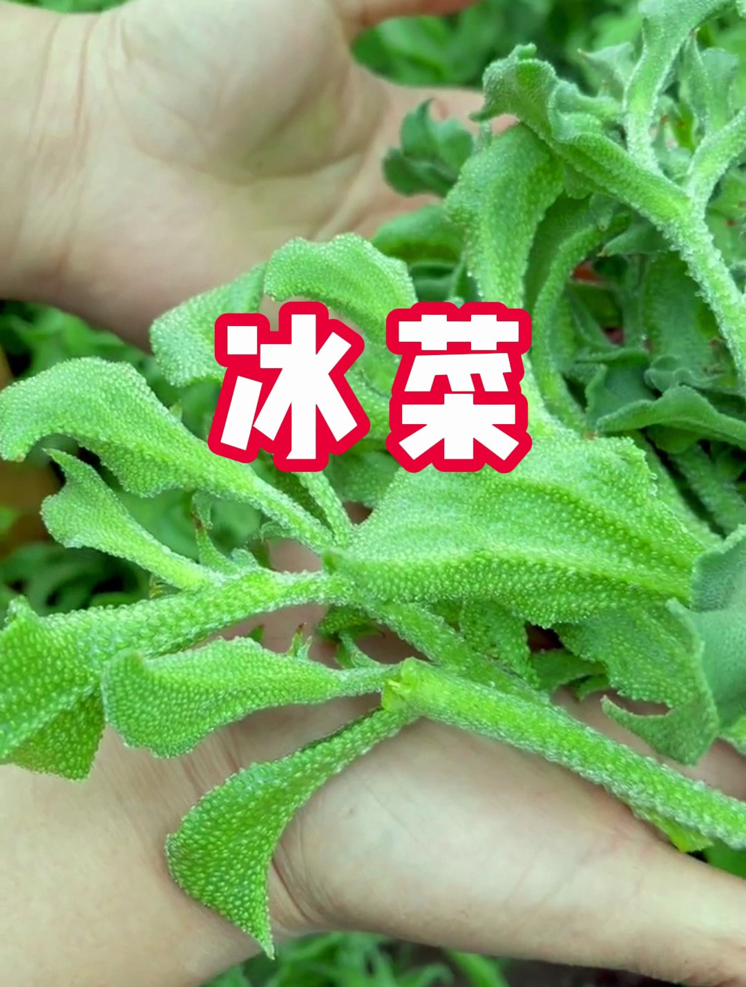 冰菜 冰冰凉凉的自带咸味 水晶冰菜好吃又好种