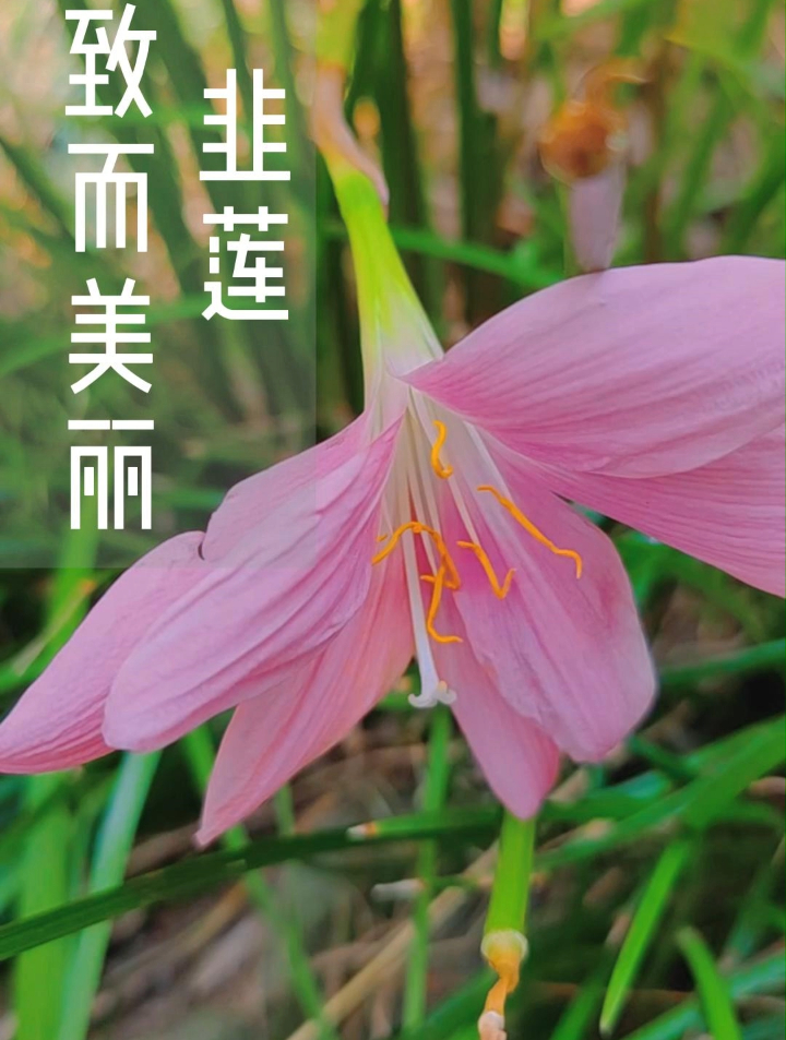 叶像韭菜的花却不像的植物它叫 韭莲花 一花一草