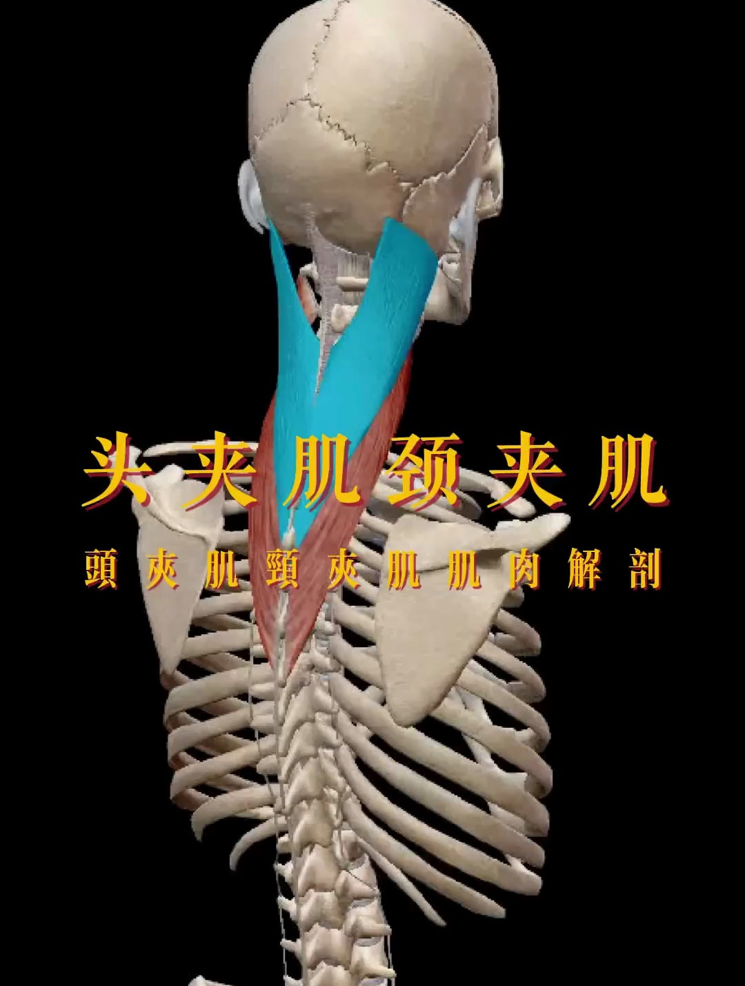 头夹肌颈夹肌肌肉解剖