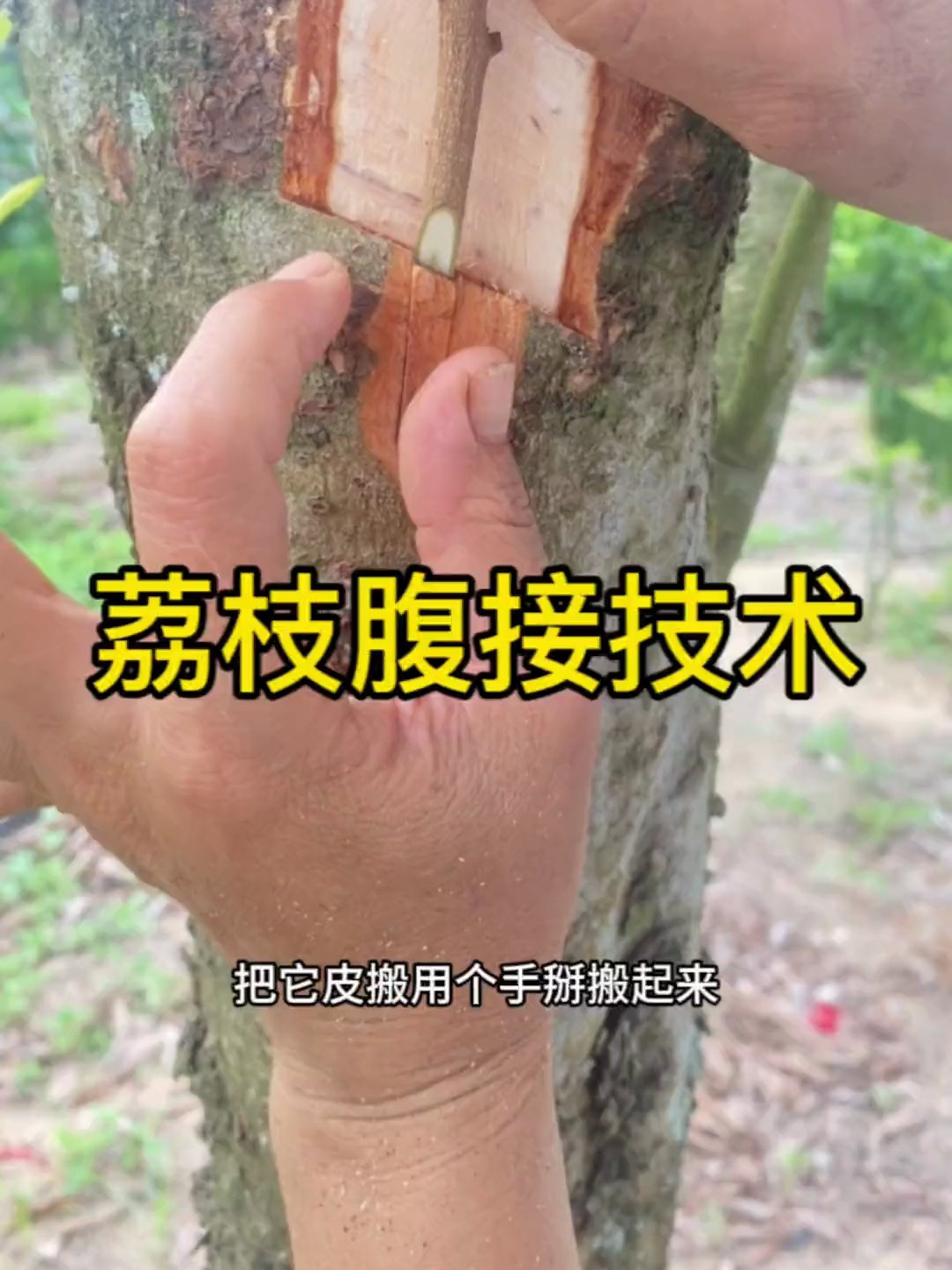 荔枝大枝腹接嫁接技术