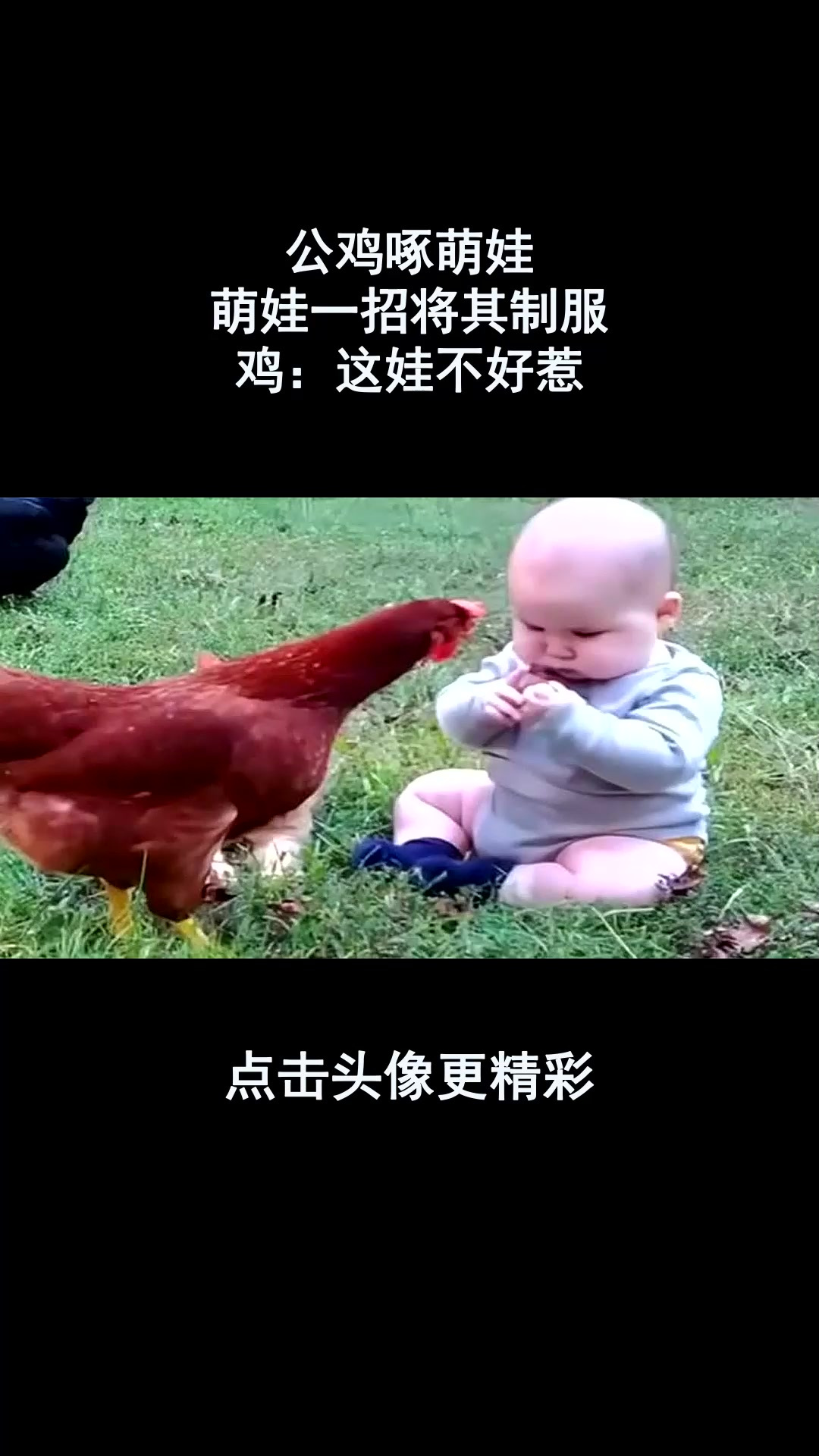 公鸡啄萌娃,萌娃一招将其制服,鸡:这娃不好惹