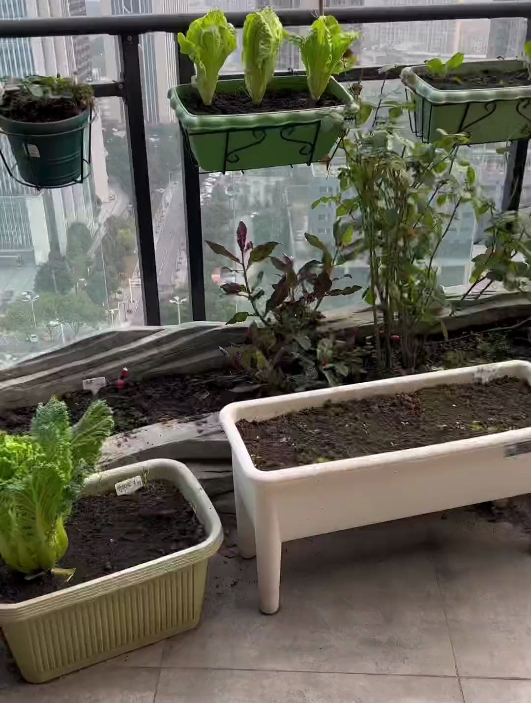 今日晚餐:血皮菜炒猪肝,盐白菜汤