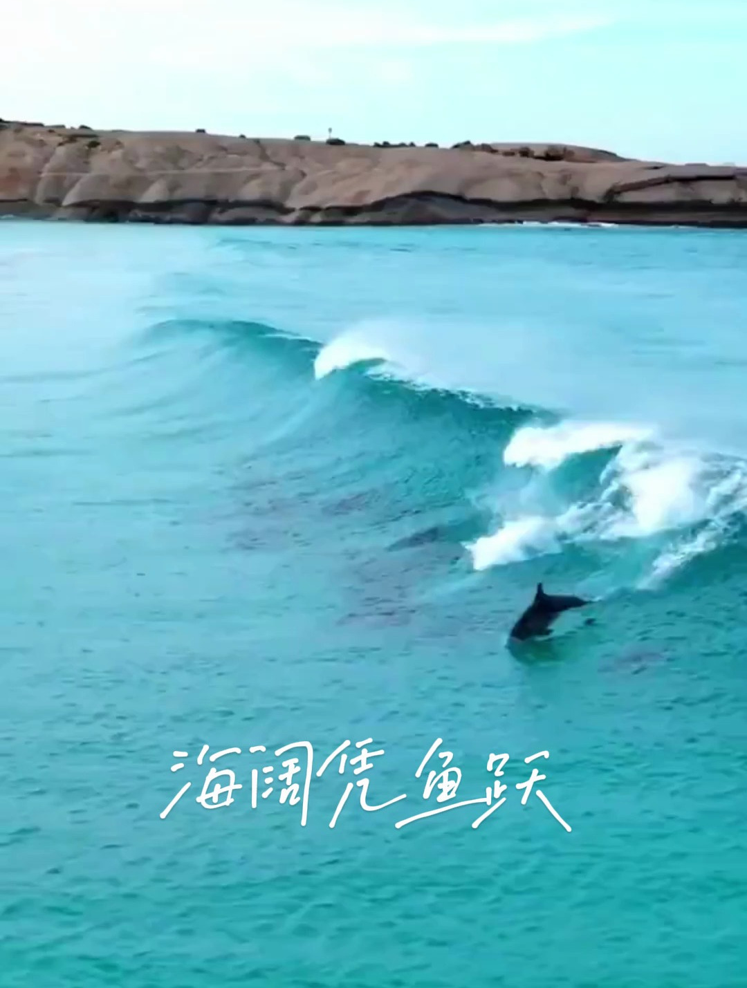 超治愈的画面:海阔凭鱼跃