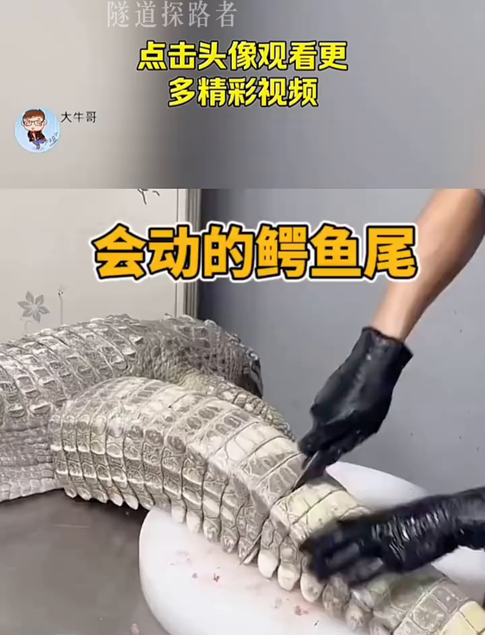 活蹦乱跳的鳄鱼尾巴