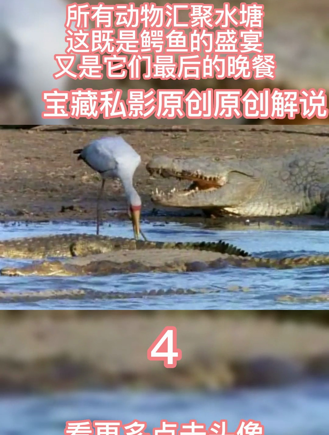 所有动物汇聚水塘,这既是鳄鱼的盛宴,又是它们最后的晚餐4