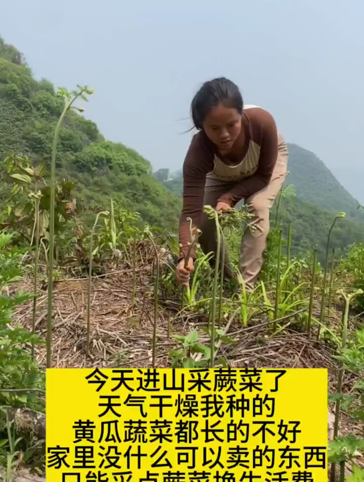 天气干燥我种的蔬菜都长的不太好,只能上山采蕨菜卖