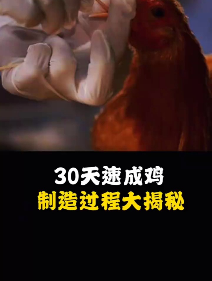 30天速成鸡,你都不敢相信,制作过程大揭秘