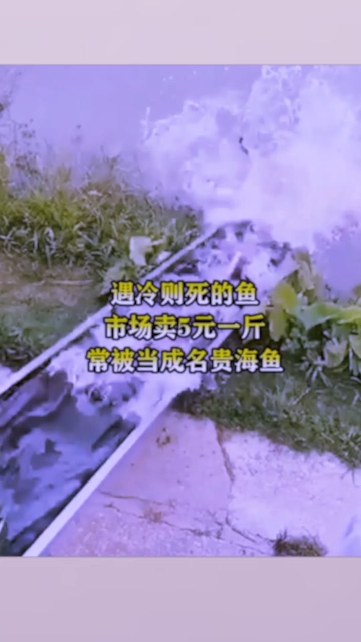 遇冷则死的鱼,市场卖5元一斤,常被当成名贵海鱼!