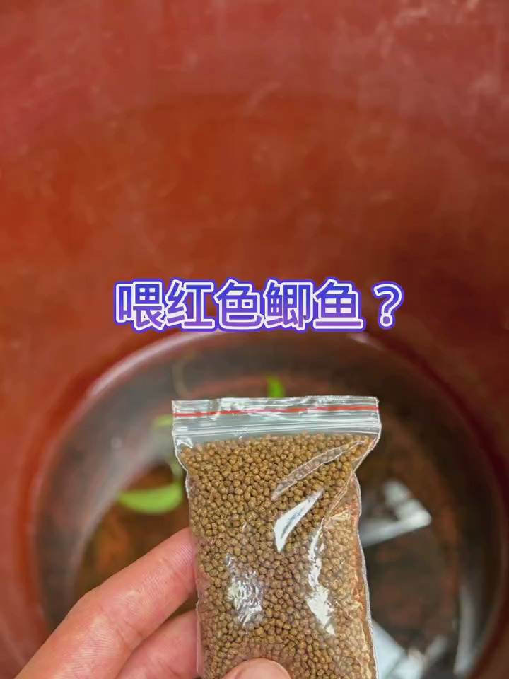 带你们喂红色鲫鱼咯