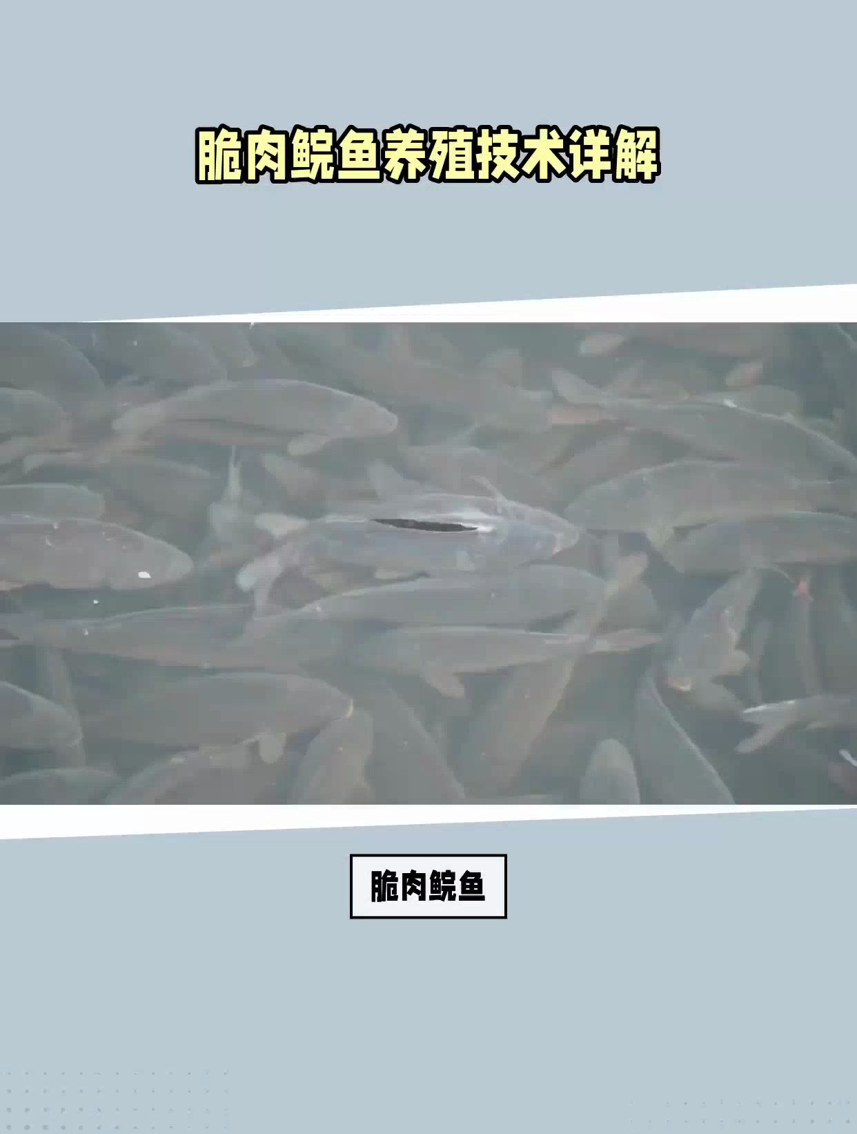 脆肉鲩鱼的养殖方法