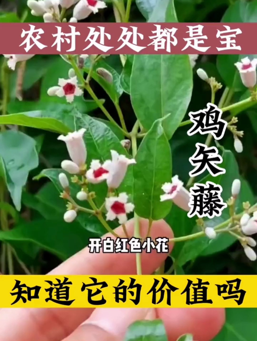 农村无闲草!鸡矢藤的价值你知道多少?