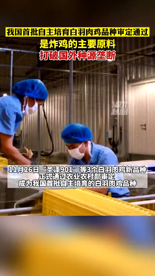 实现“吃鸡自由”!我国首批自主培育的白羽肉鸡品种正式通过审定