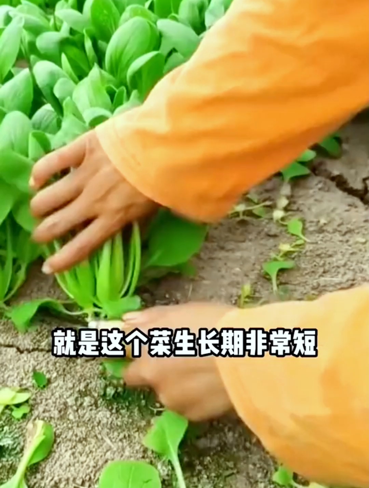 立冬前种鸡毛菜掌握3个技巧,3天发芽15天采收,种1次全家吃不完~