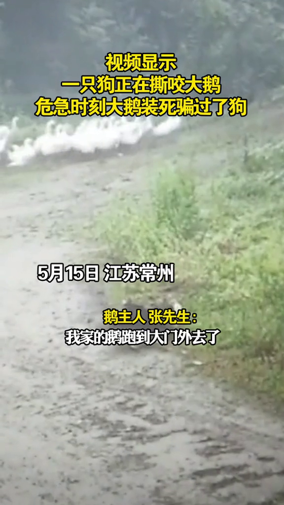 大鹅靠演技狗嘴脱险,网友:鹅界奥斯卡