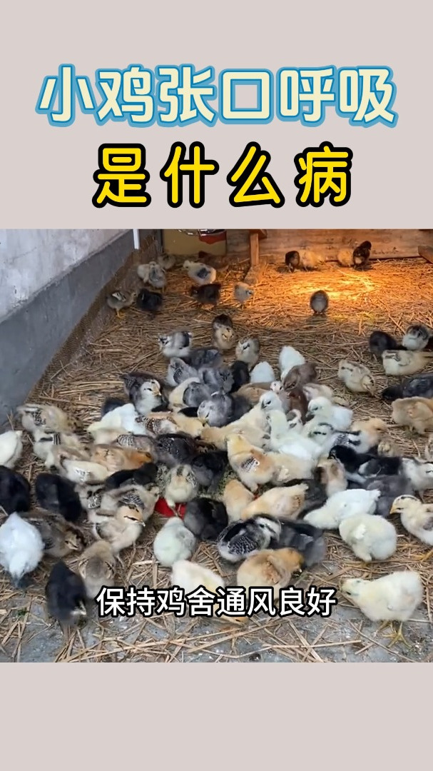 小鸡张口呼吸是什么病用什么药好