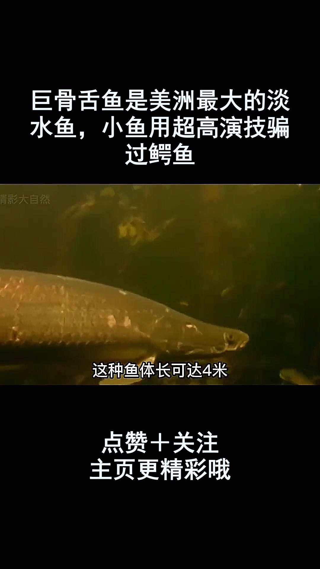 巨骨舌鱼是美洲最大的淡水鱼,小鱼用超高演技骗过鳄鱼