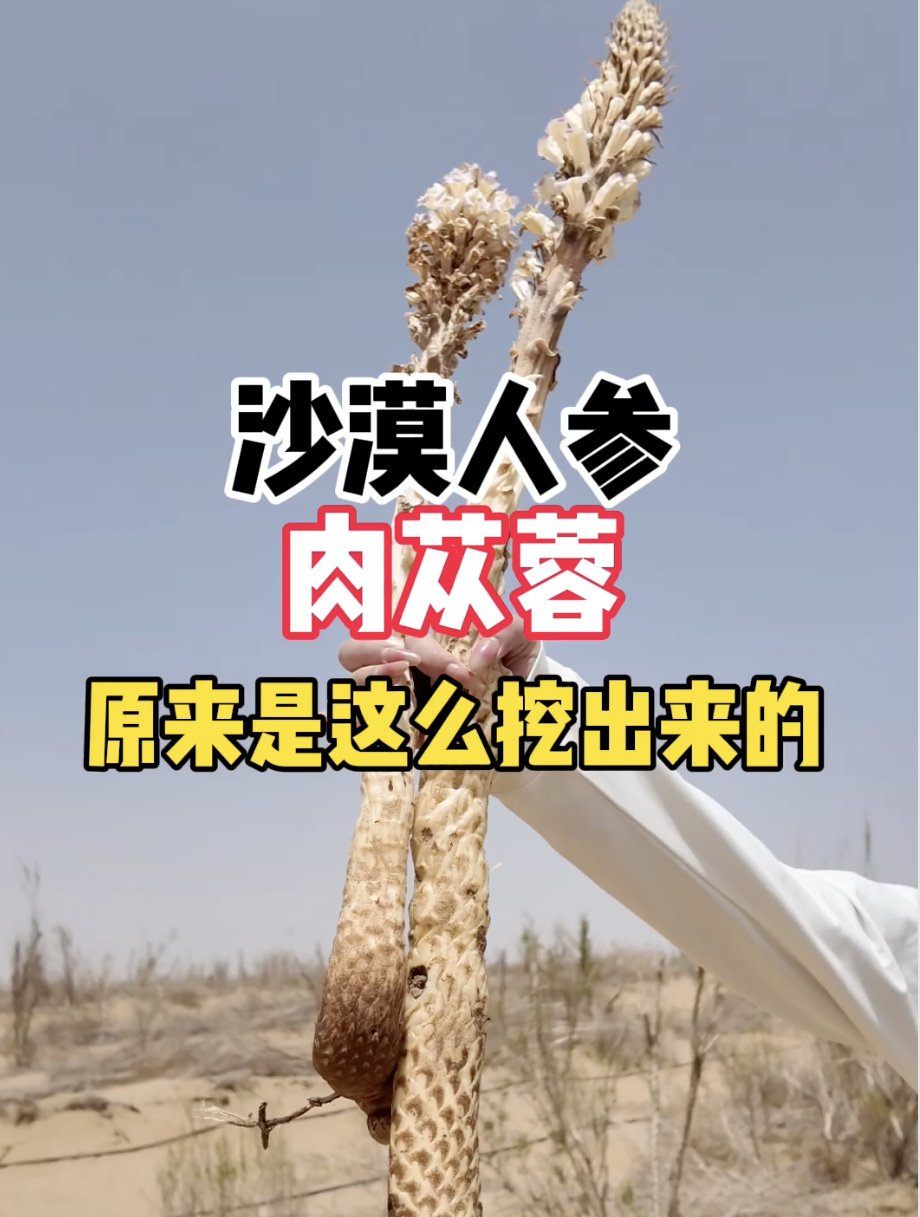 “沙漠人参”肉苁蓉,原来是这么挖出来的