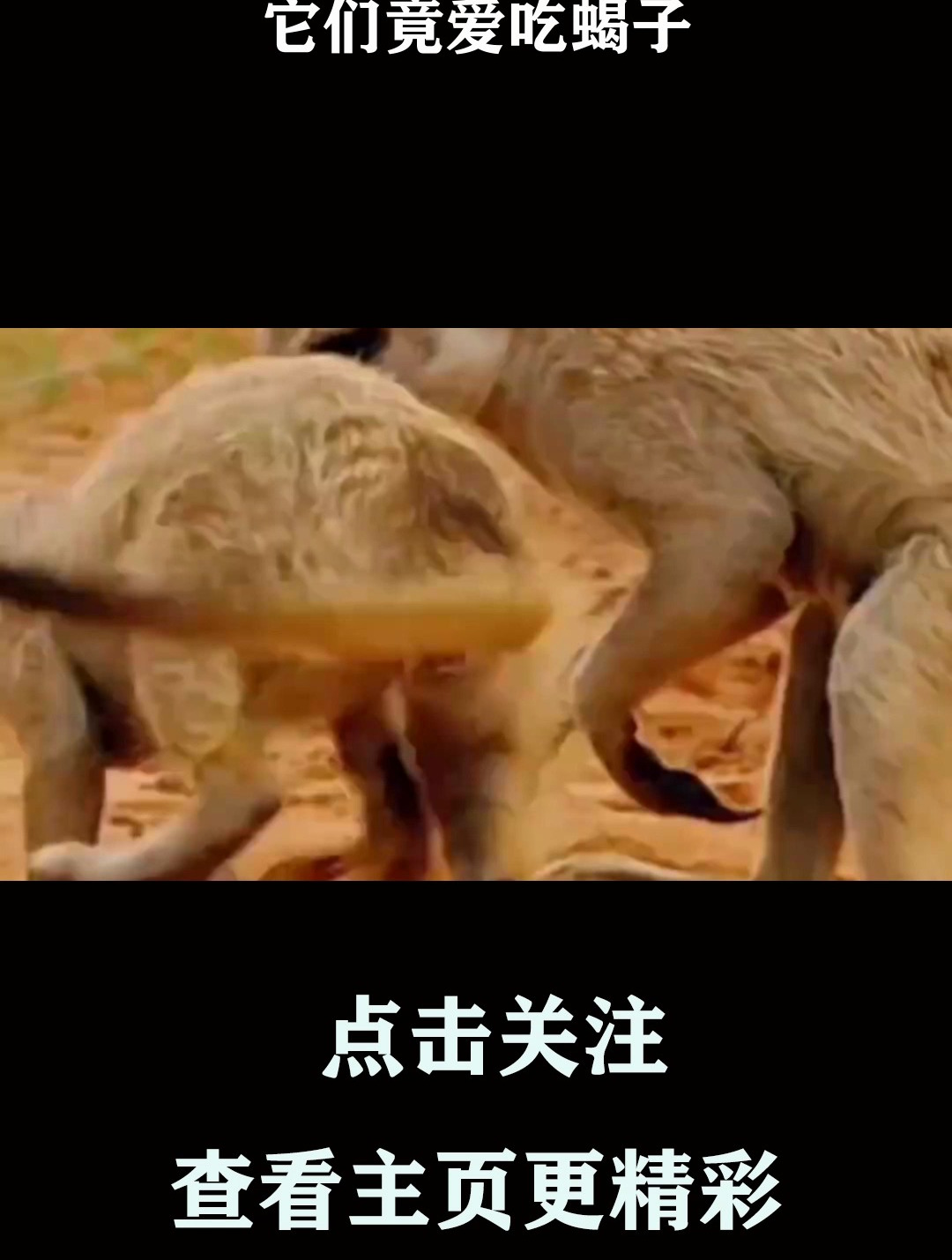 它们竟爱吃蝎子