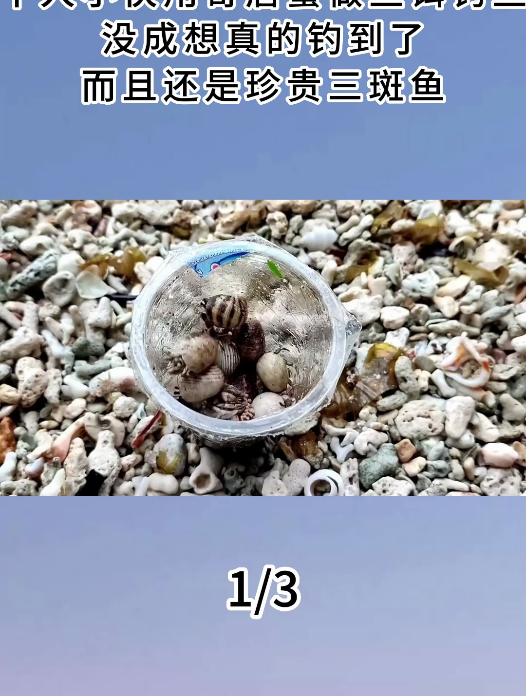 牛人用寄居蟹做鱼饵钓鱼,没成想真的钓到了,而且是珍贵三斑鱼1